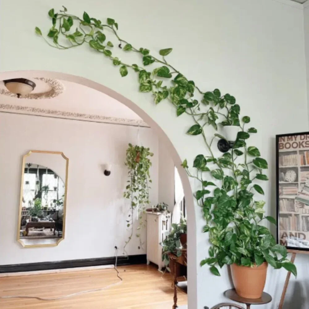 Pothos Clips Control Climbing pothos Wall support